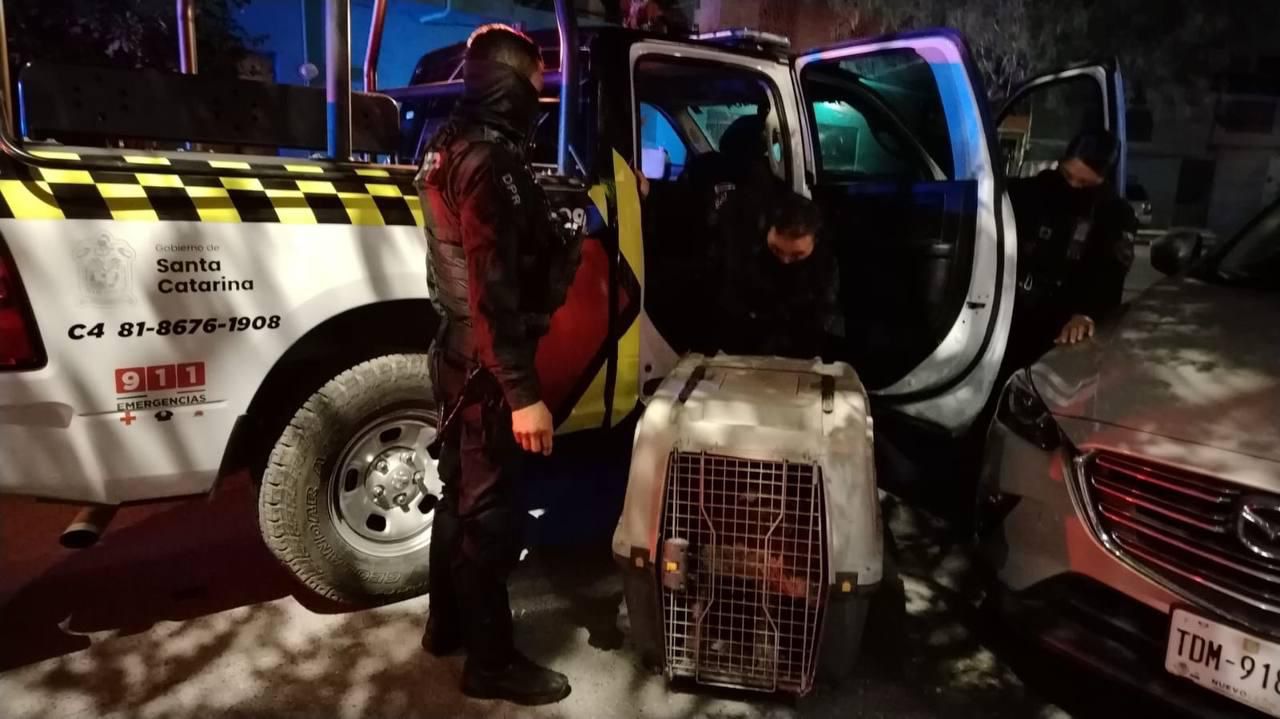Detiene Policía de Santa Catarina a agresores de perros Detiene Policía de Santa Catarina a agresores de perros