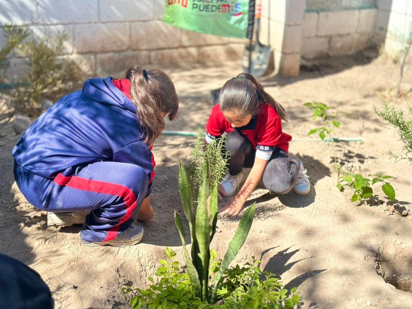 Se reforestaron más de 18 mil árboles y plantas en distintos puntos de Torreón