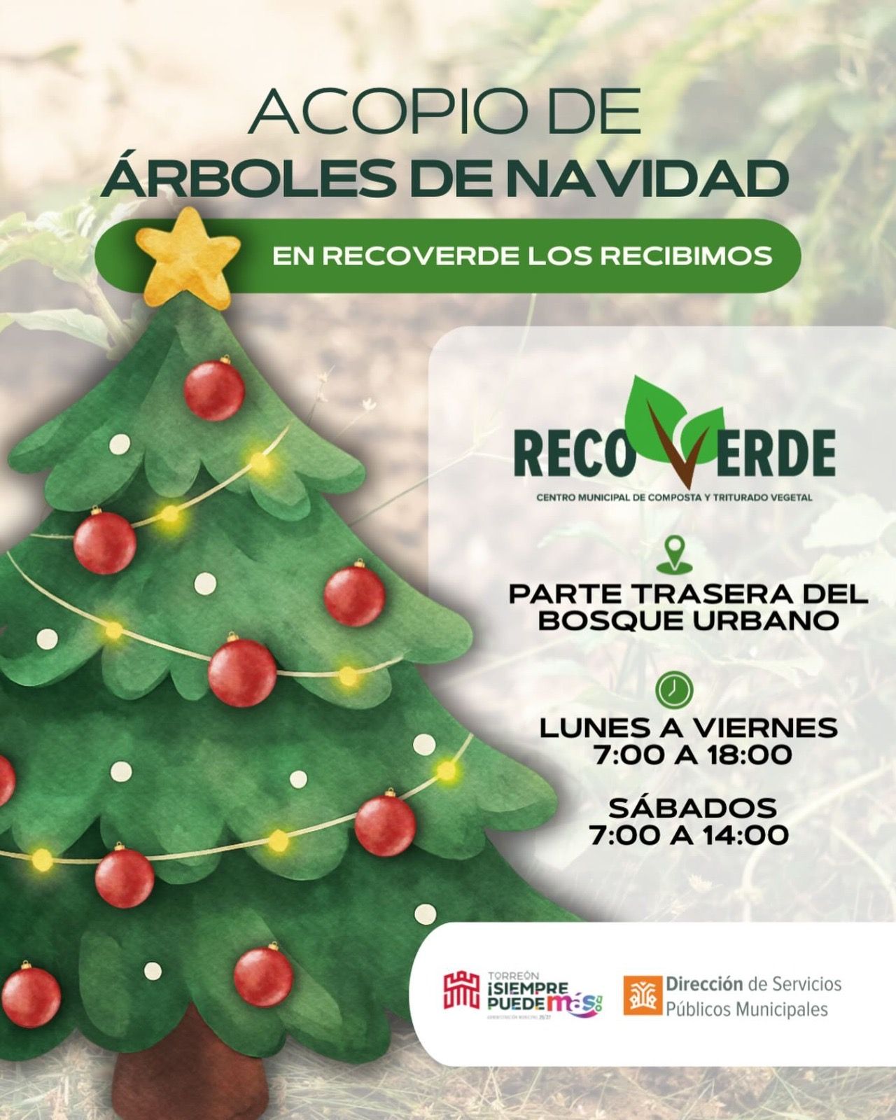 Programa Recoverde transforma los pinos navideños naturales en acolchado vegetal 