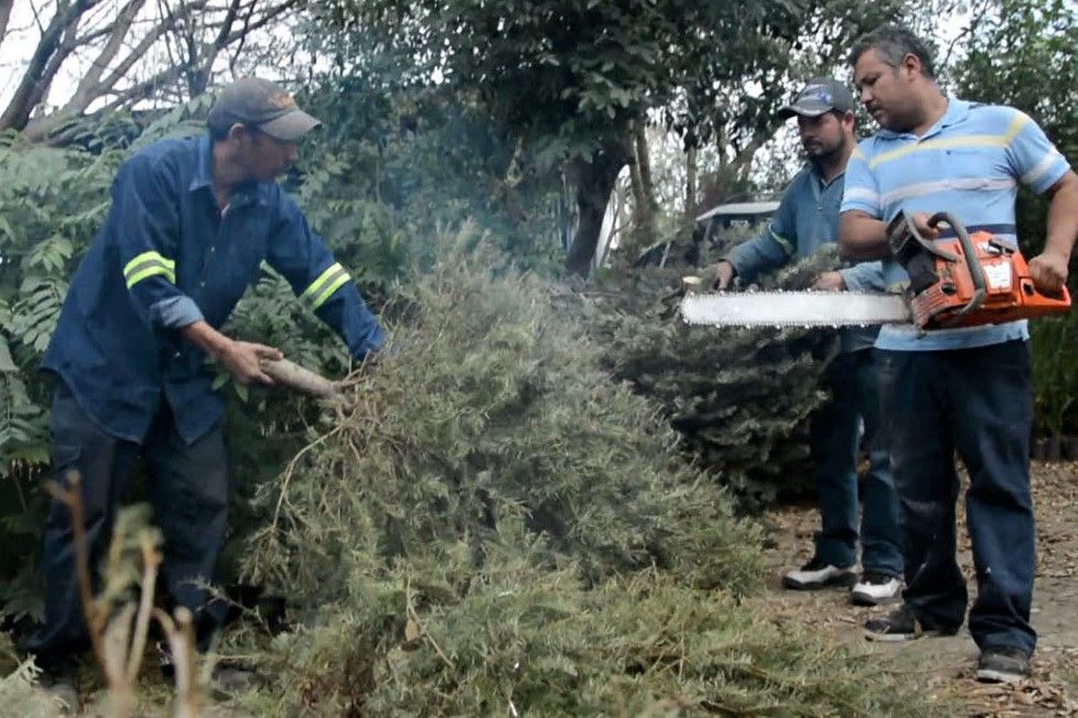Tiene Apodaca centros de apoyo de pinos navideños en todas las plazas