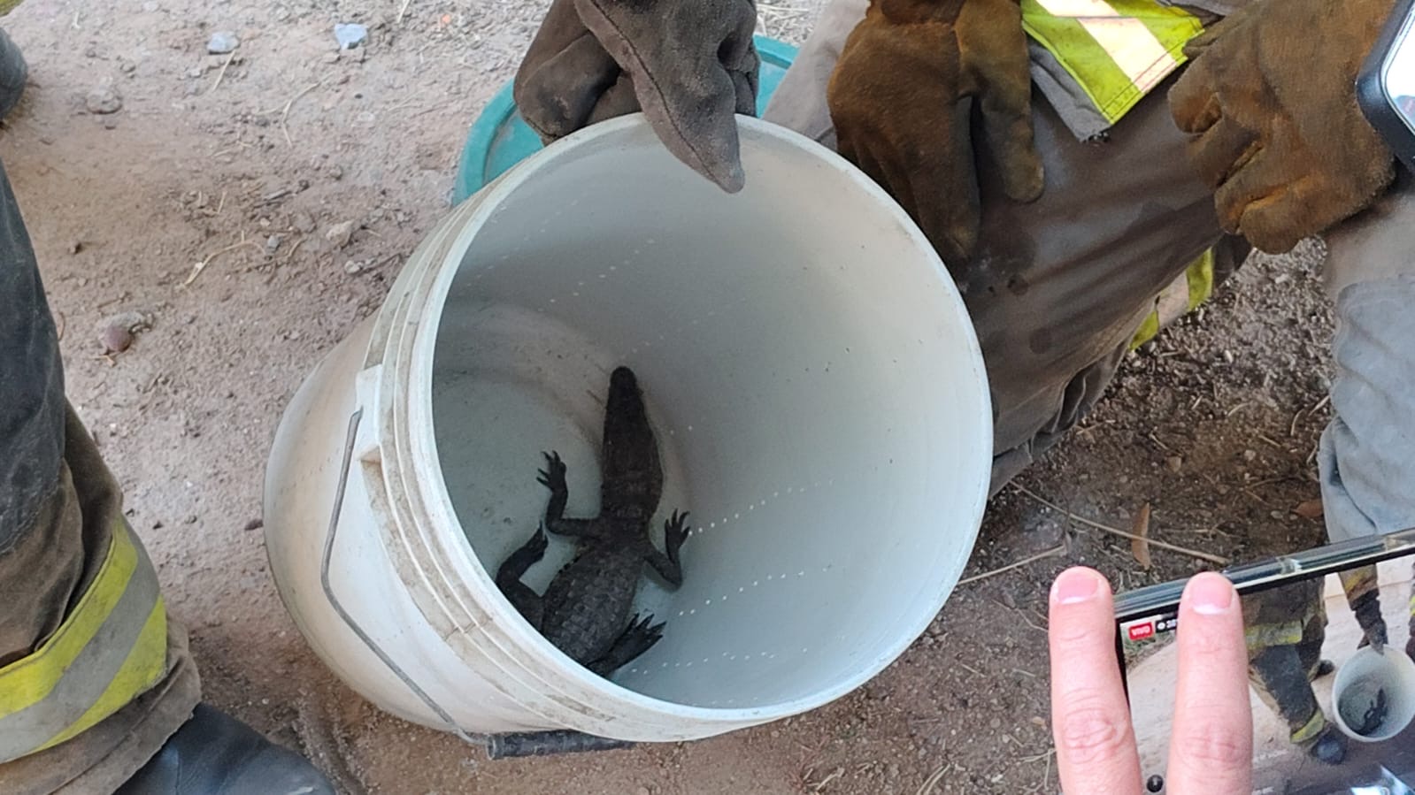 Protección Civil resguarda caimán localizado en Fovisste la Rosita