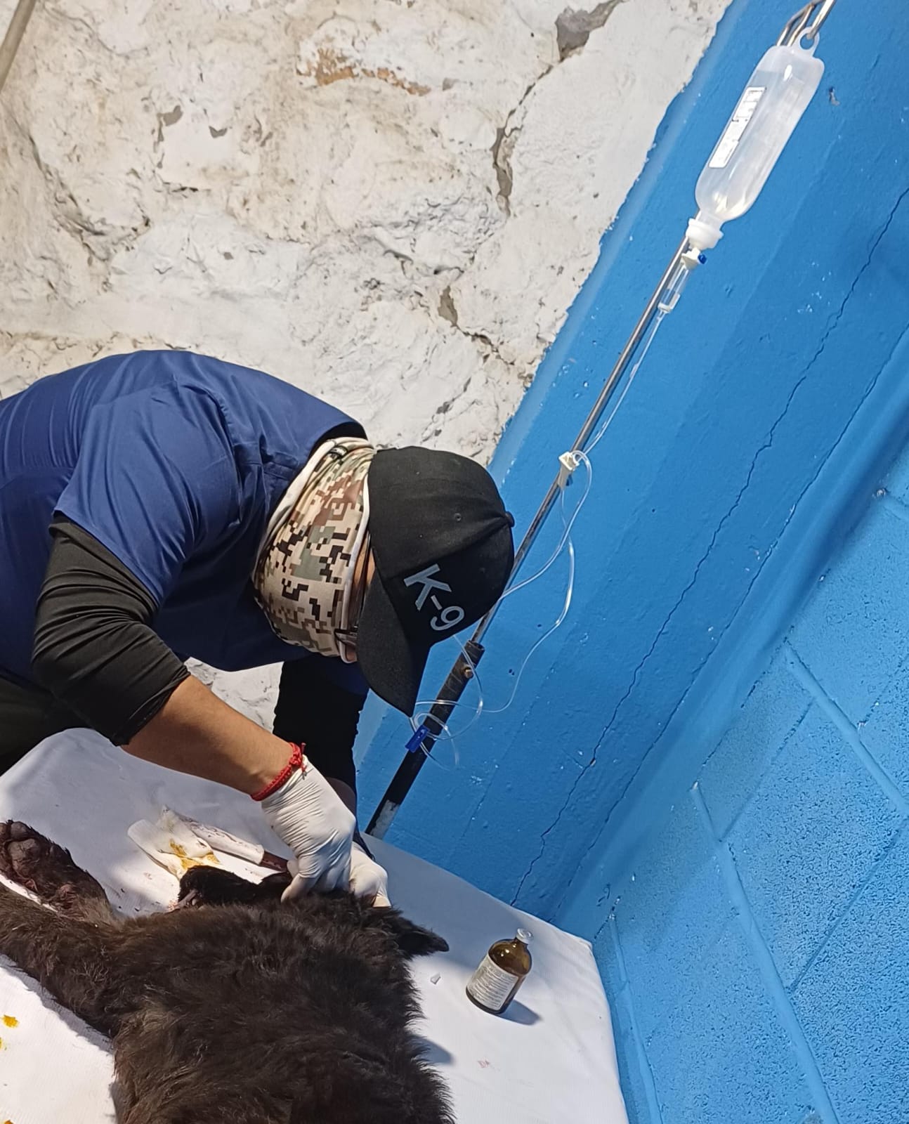 Atienden Unidad K9 de la DSPM a canino herido por agresión con arma punzocortante en Joyas del Sol