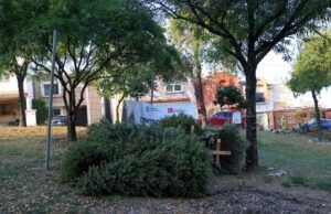 Instala Monterrey Centros de acopio de pinos navideños naturales