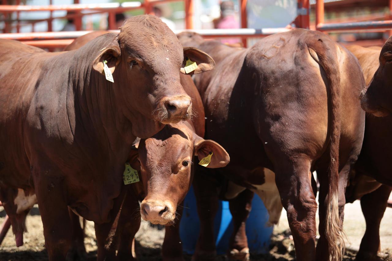 Coahuila atiende alerta sanitaria por riesgo de gusano barrenador del ganado