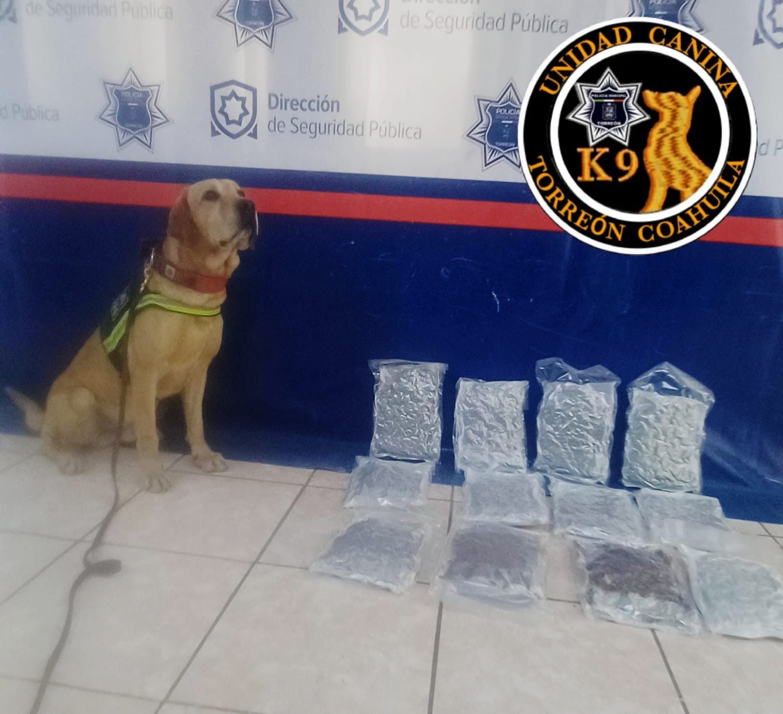 Binomios caninos logran importantes aseguramientos de droga en Torreón